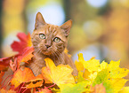 red cat