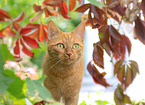 red cat