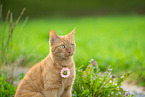 red cat