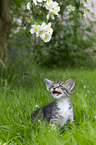 Kitten