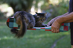 cat