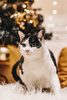 domestic cat