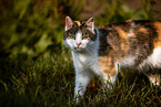 cat