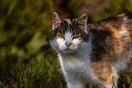 cat