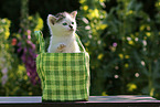 kitten