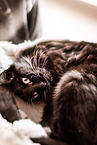 tomcat
