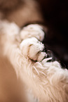 tomcat paw