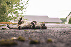 cat