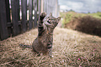 cat