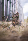 cat