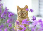 red cat