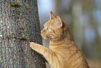red cat