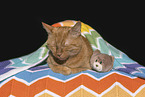 red cat