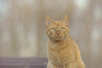 red cat