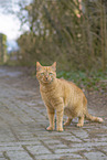 red cat