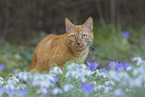 red cat