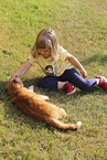 domestic cat