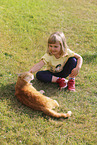 domestic cat