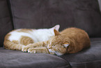 domestic cat