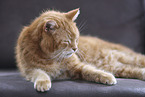 domestic cat