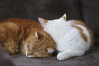 domestic cat