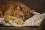 domestic cat