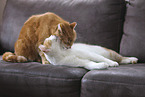domestic cat