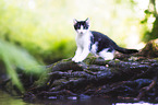 kitten