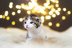 Kitten
