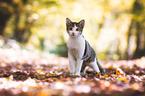cat