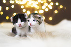 Kitten