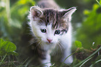 kitten