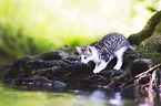 kitten