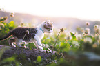 kitten