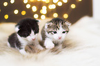 Kitten