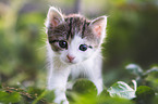 kitten