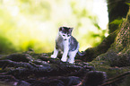 kitten