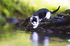 kitten