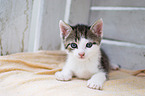 kitten