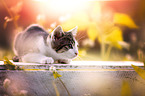 kitten