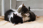 kitten
