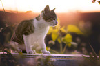 kitten
