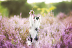 kitten