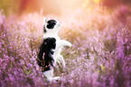 kitten