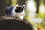 kitten