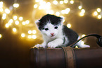 Kitten