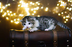 Kitten