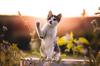 kitten