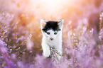 kitten