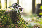 kitten